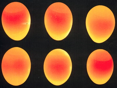 Genomlysning av ägg uppvisar rörlig gula