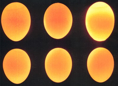 Genomlysning av ägg som visar luftblåsor