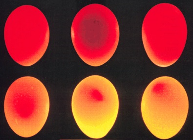 Genomlysning av äggen visar på olika mängder av blod i äggen
