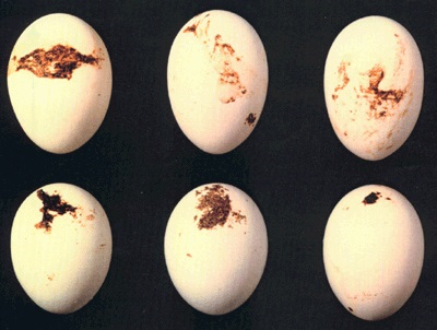 Starkt förorenade ägg efter tvätt