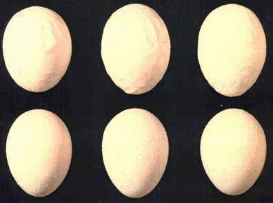 Ägg med kraftigt deformerade och/eller skrovliga skal