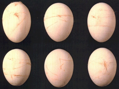 Smutsiga ägg med många och kraftiga bur- eller foderränder