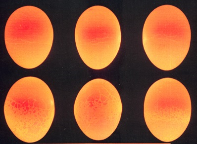 Genomlysning av ägg visar stora falska sprickor