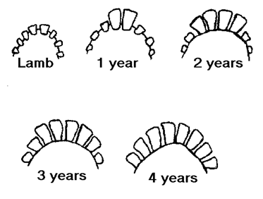 Tecknad bild som visar antalet mjölktänder respektive permanenta tänder vid olika åldrar